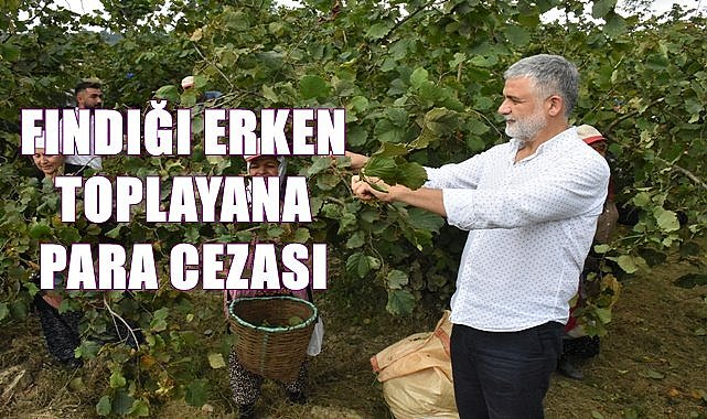 Fındığı erken toplayana para cezası