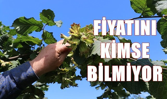 Fındığın tek fiyatı açıklanmadı