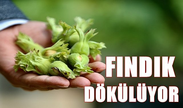 Fındık dökülmeye başladı