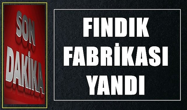 Fındık fabrikasında yangın çıktı