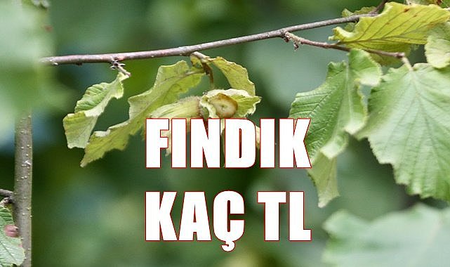 Fındık fiyatı 07.07.2023