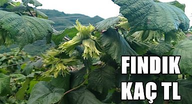 Fındık fiyatı 10.07.2023