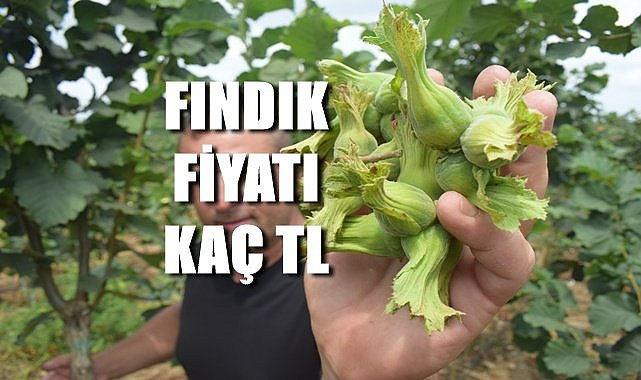 Fındık fiyatı 12.07.2023