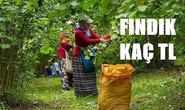 Fındık fiyatı 15.07.2023