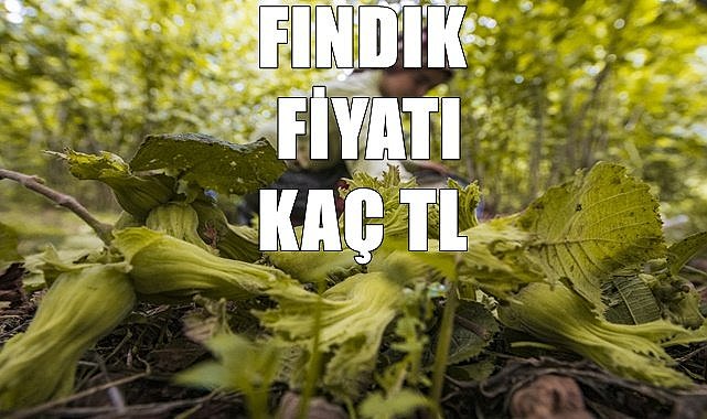 Fındık fiyatı 21.07.2023
