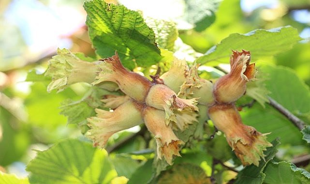 Fındık fiyatı 23.07.2023