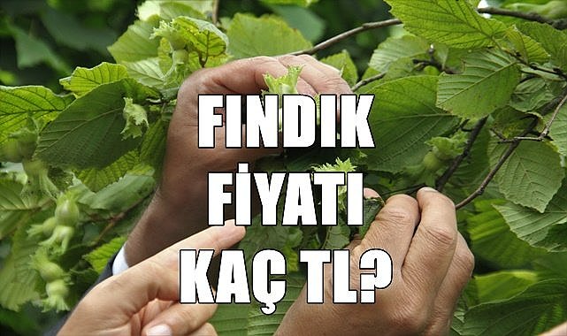 Fındık fiyatı 27.07.2023