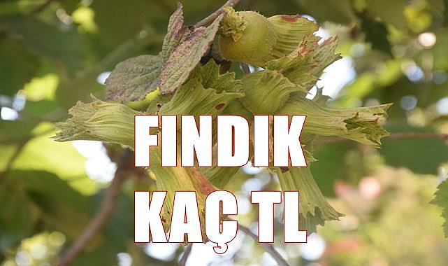 Fındık fiyatı 29.07.2023