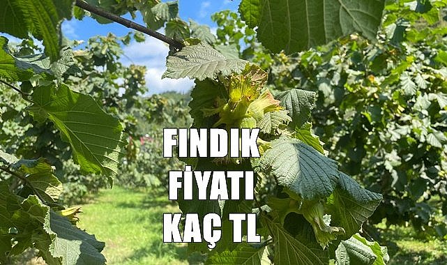 Fındık fiyatı (30.07.2023)