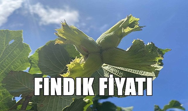 Fındık fiyatı Ordu,Giresun,Samsun,Trabzon