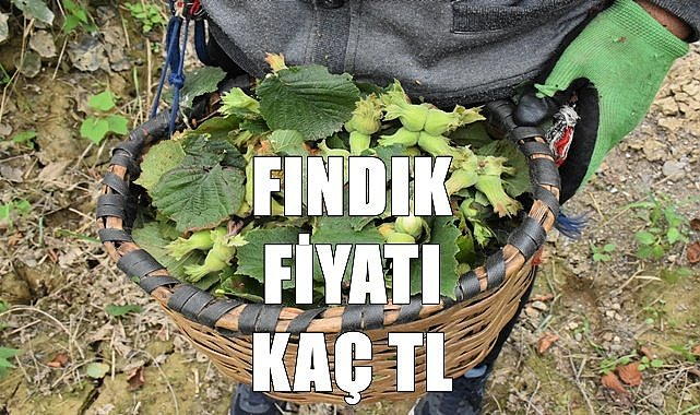 Fındık fiyatı Ordu, Samsun, Düzce, Sakarya, Giresun, Trabzon