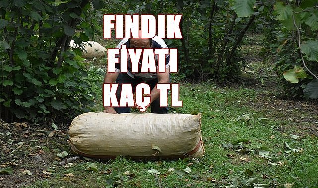 Fındık fiyatı Ordu, Samsun, Trabzon, Sakarya, Düzce, Giresun