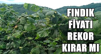 Fındık fiyatı rekora gidiyor