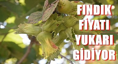 Fındık fiyatı yukarı gidiyor