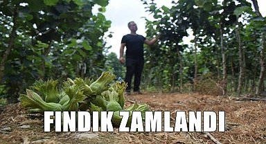 Fındık fiyatı zamlandı