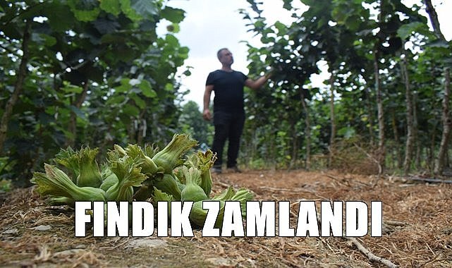 Fındık fiyatı zamlandı