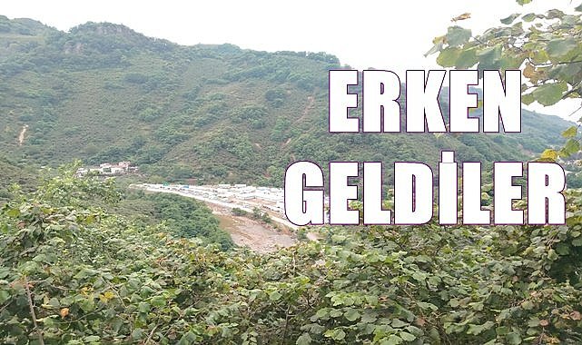 Fındık işçileri Ordu'ya erken geldi