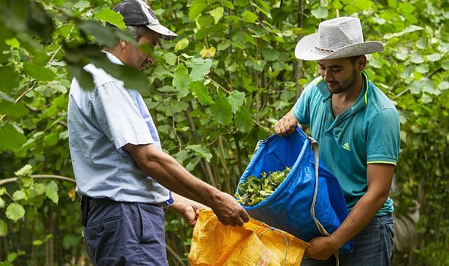 Fındık işçisi Büyükşehir&#039;den