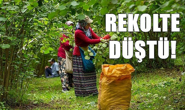 Fındıkta rekolte düştü! Ordu,Giresun,Samsun, Düzce, Zonguldak,Trabzon tahmini rekolte