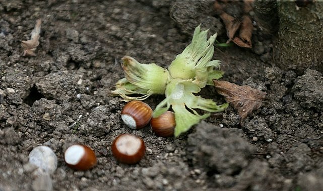 Fındıkta Temmuz bakımı