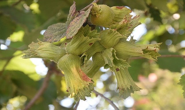 Fındıkta yeşil kokarca tehlikesi