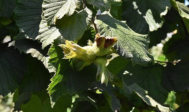 Giresun'da fındık rekolte çalışması başladı