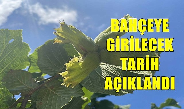 Giresun'da fındık toplama tarihleri açıklandı