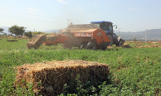 Muğla'da balyalar hazırlanıyor... Kaba yem üreticiye dağıtılacak