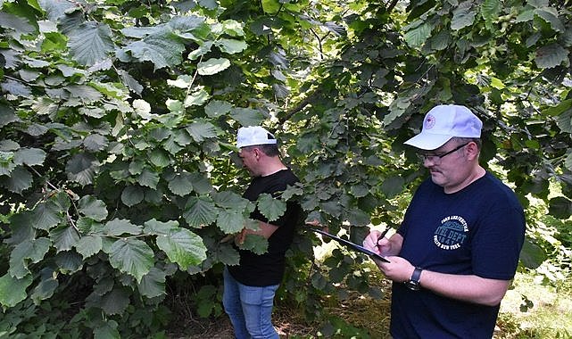Ordu'da fındık rekoltesi ne kadar?