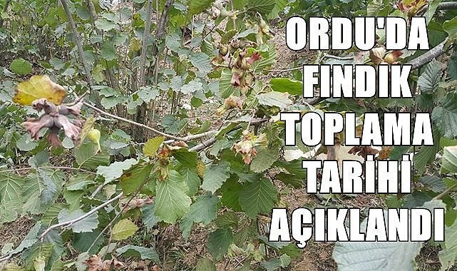 Ordu'da fındık toplama tarihi açıklandı