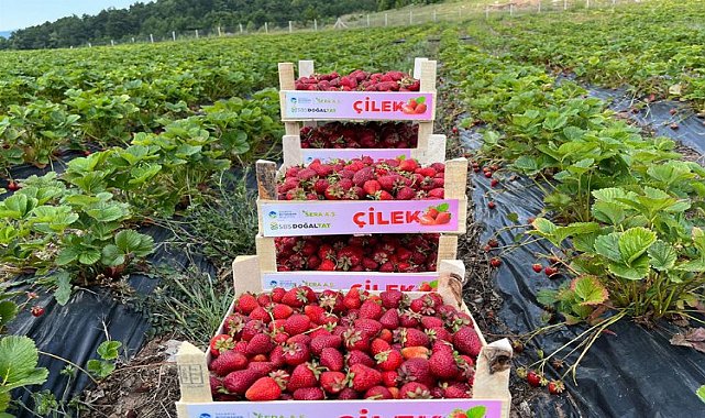 Sakarya'da bu yıl hedef büyük