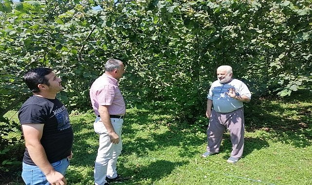 Salıpazarı'nda örnek fındık bahçesi