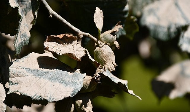 TARSİM fındık için Ordu ve Giresun'da