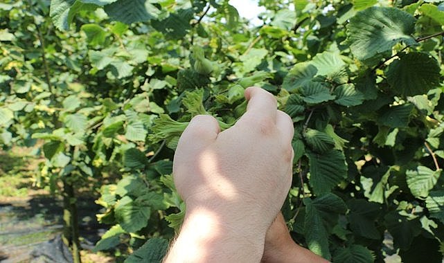 Trabzon'da fındık toplama tarihi açıklandı