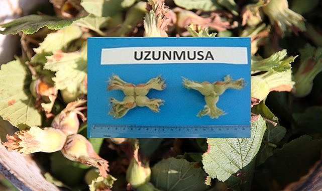 Bu fındık sadece Ordu&#039;da yetişiyor