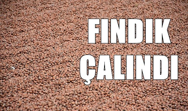 Cami meydanına serilen fındık çalındı