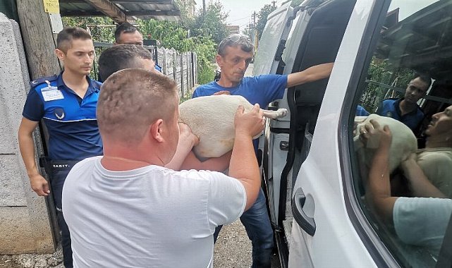 Düzce&#039;de yasaklı ırk köpek yetiştirenlere operasyon