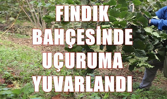 Fındık bahçesinde uçuruma yuvarlandı