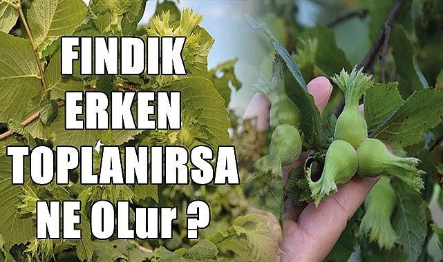 Fındık erken toplanırsa ne olur?