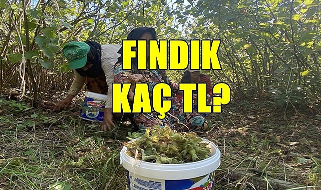 Fındık fiyatı(04.08.2023)