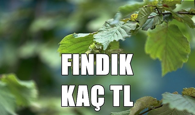 Fındık fiyatı 05.08.2023