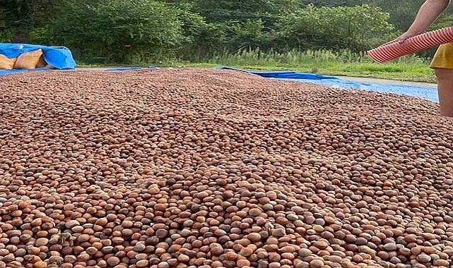 Fındık fiyatı 19.08.2023