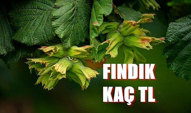 Fındık fiyatı Ordu,Giresun,Trabzon, Düzce,Sakarya