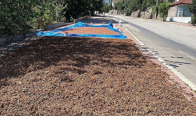 Fındık yola düştü