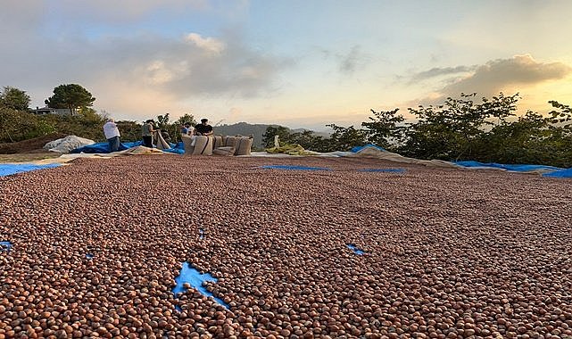 Fiskobirlik  kendi fiyatıyla fındık piyasasına girdi
