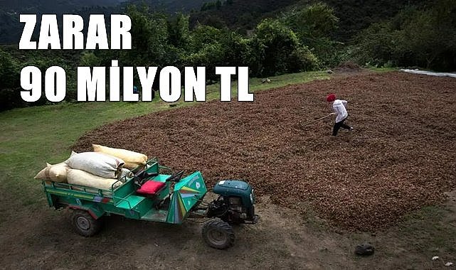 Giresun'da fındıkda zarar 90 milyon TL