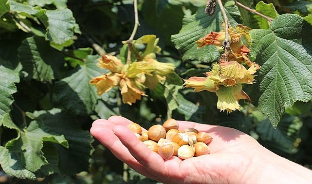 Giresun Kalite ve Levant Kalite Fındık ne demektir?