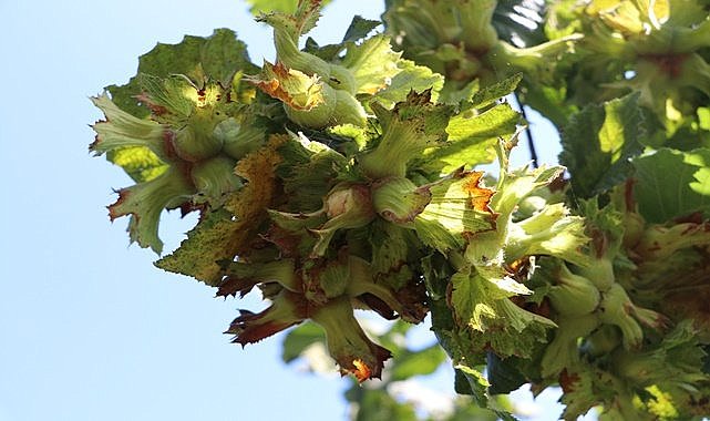 Fındık çeşitleri bu isimleri ilk kez duyacaksınız
