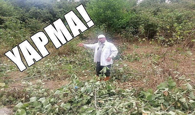 Kızgın üretici fındık bahçesini kesti