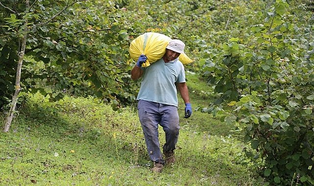 Ordu,Giresun ve Trabzon'da resmi fındık hasadı başladı